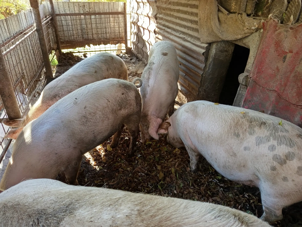 Porci de vînzare bio