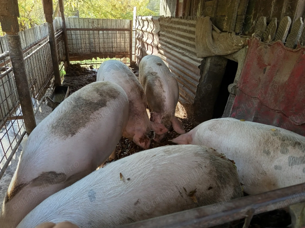 Porci bio de vînzare 