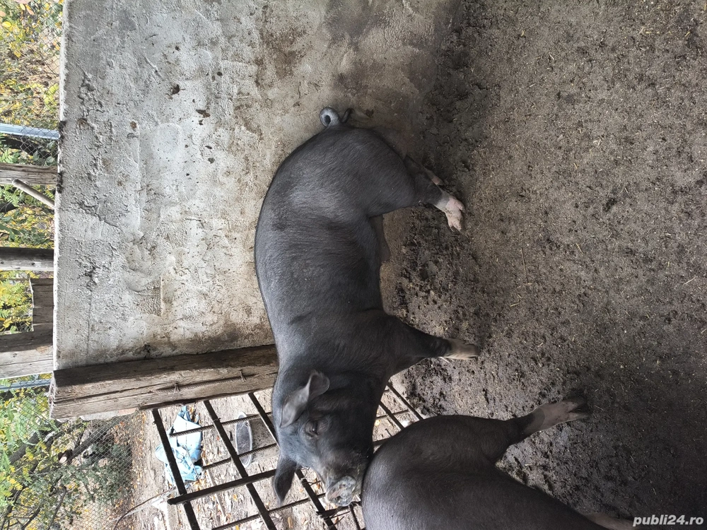 Bun de prăsilă (pentru montă)