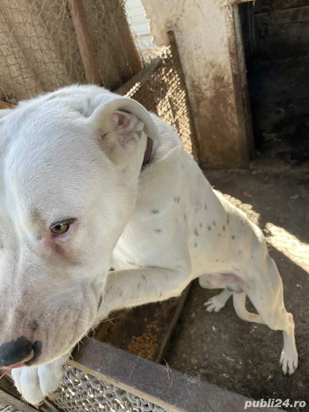 Vand pui de Dog Argentinian Vand pui de Dog Argentinian