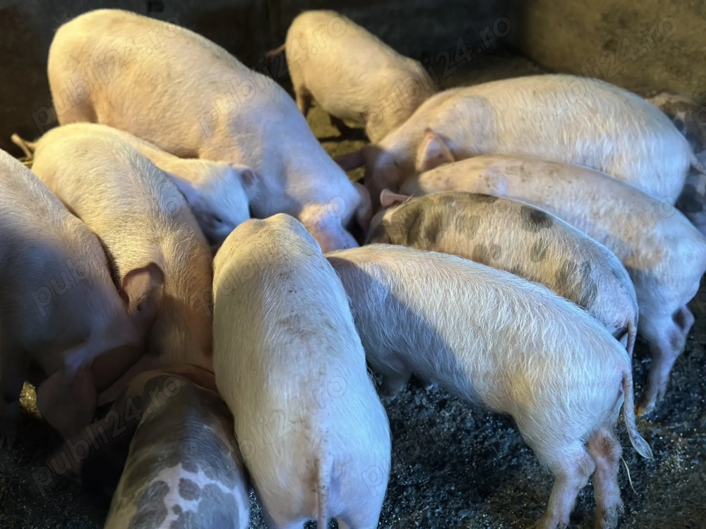 Purcei 12-14 saptamani marele alb cu petrian