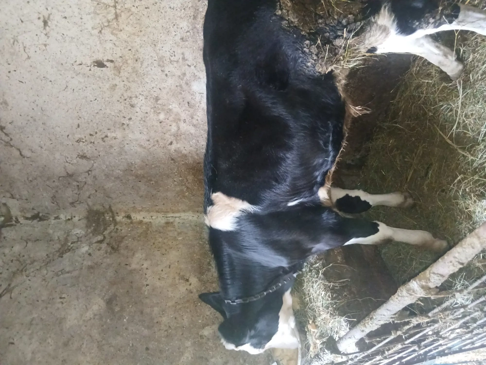 vind tăuraș vîrstă 3 luni jate