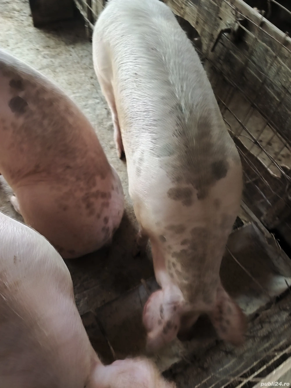 porci de carne porci de carne