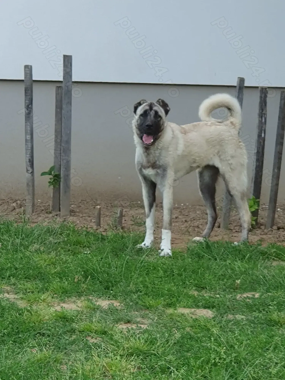 Catelusa kangal