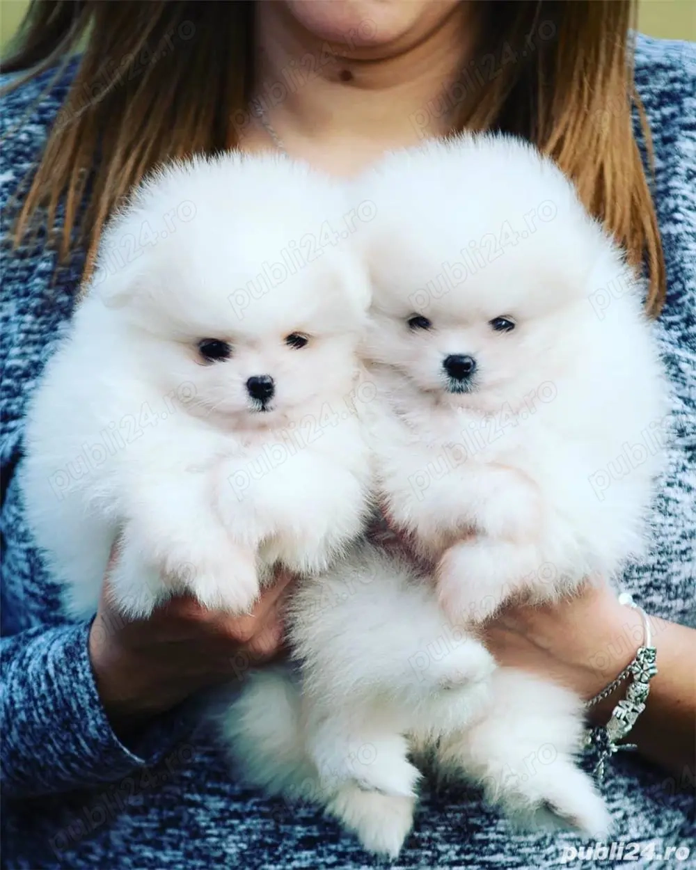 HRANA+LIVRARE GRATUITA la Iași sau fara Pedigree Pomeranian cu Factura,Microcip,Carnet