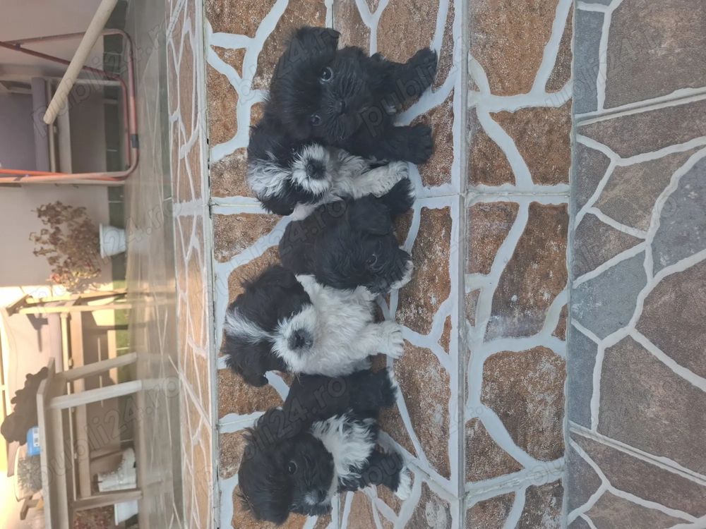 Puiuți bichon de vânzare! Puiuți bichon de vânzare!