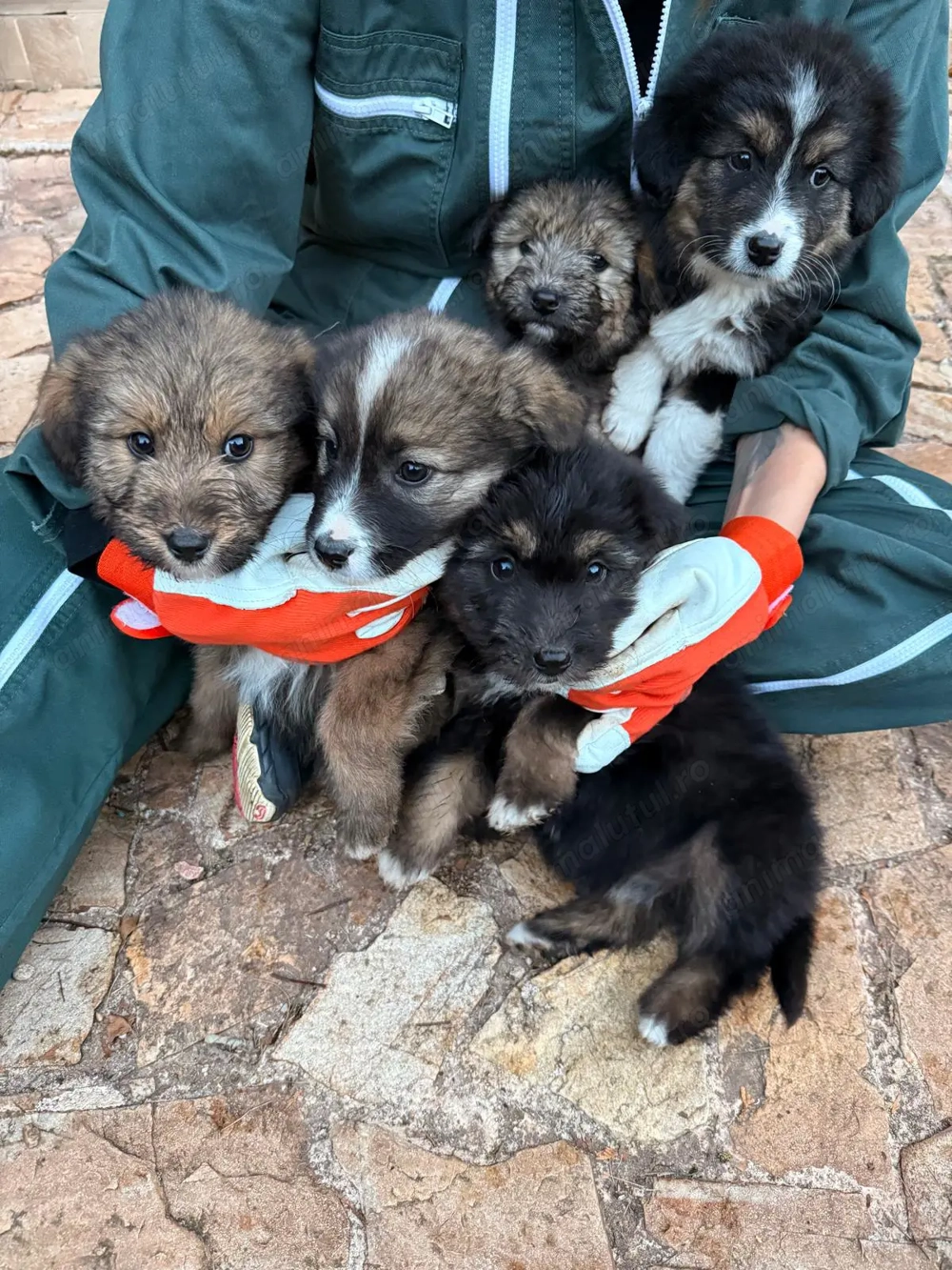 Pui catel pe strada - Cautam stapani pentru adoptie