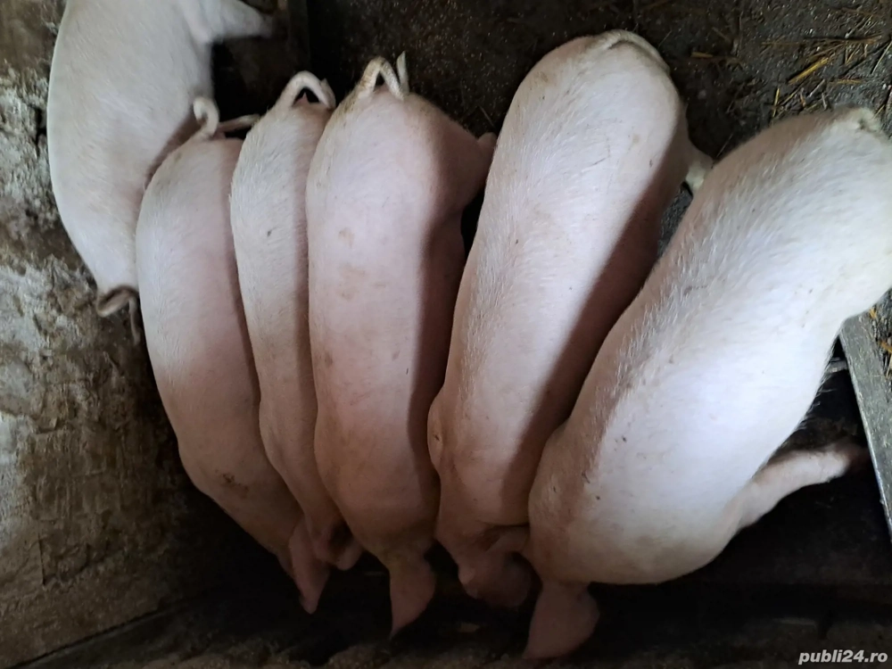 porc de vănzare porc de vănzare