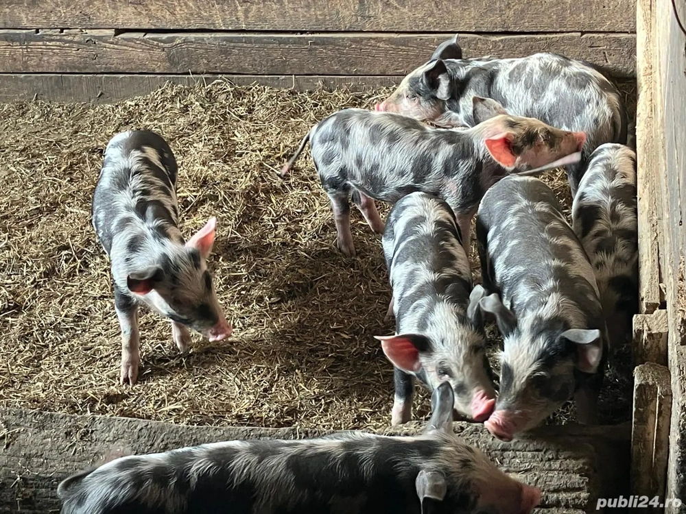 Vând purcei rasa Pietrain