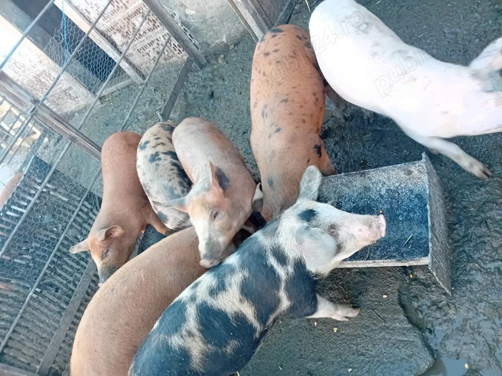 De vanzare soldani 35-40 kg 