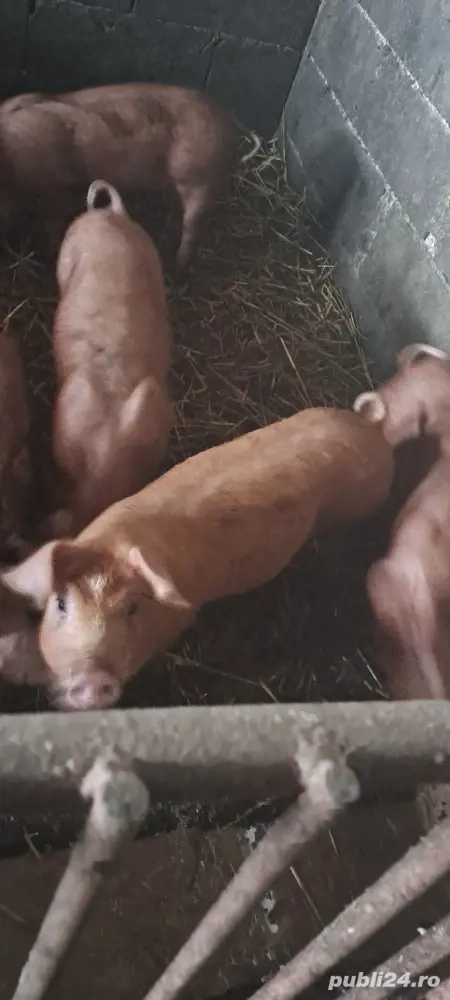 Vînd purcei duroc zece săptămîni Vînd purcei duroc zece săptămîni