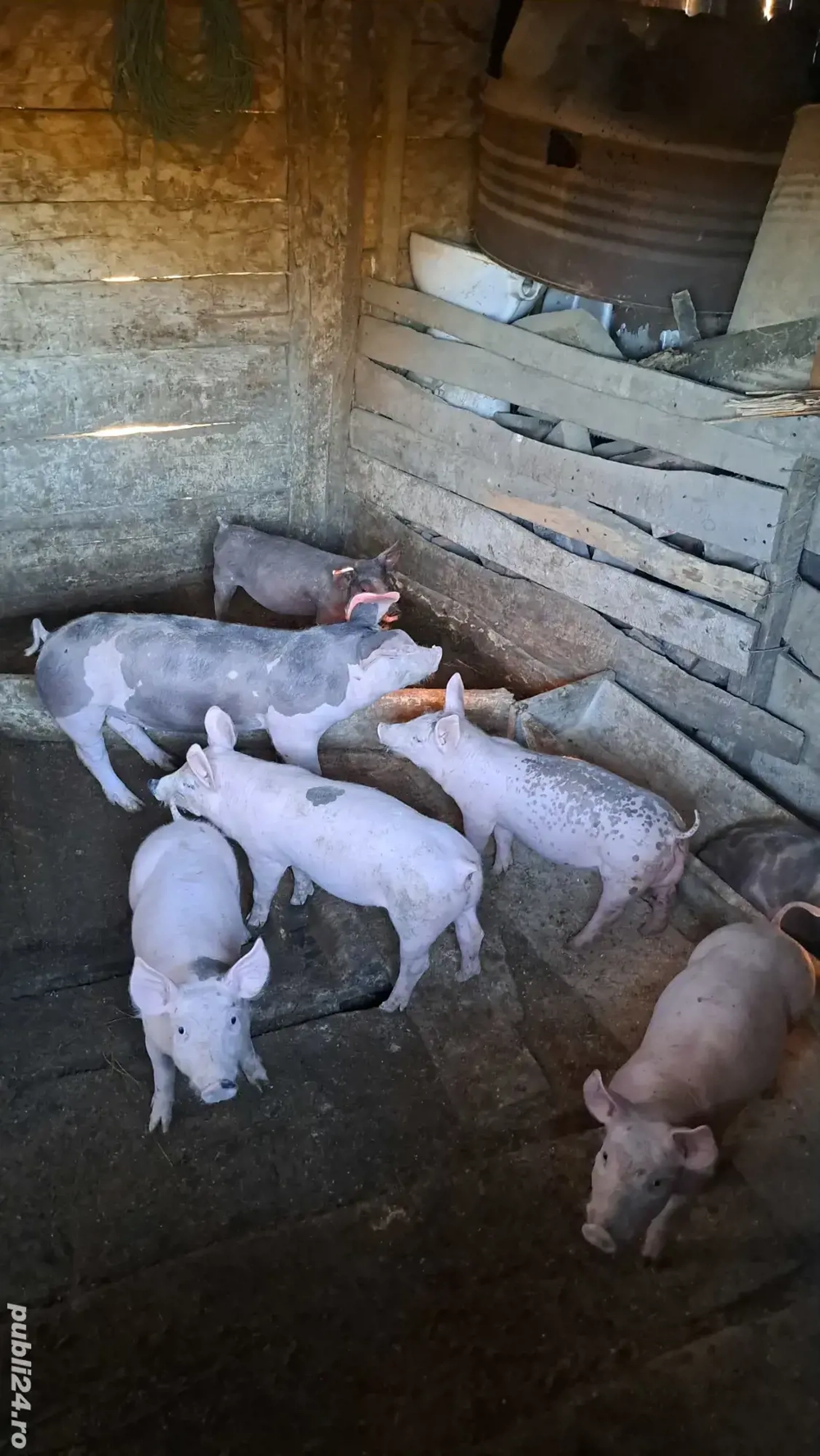 Vând purcei de carne Vând purcei de carne