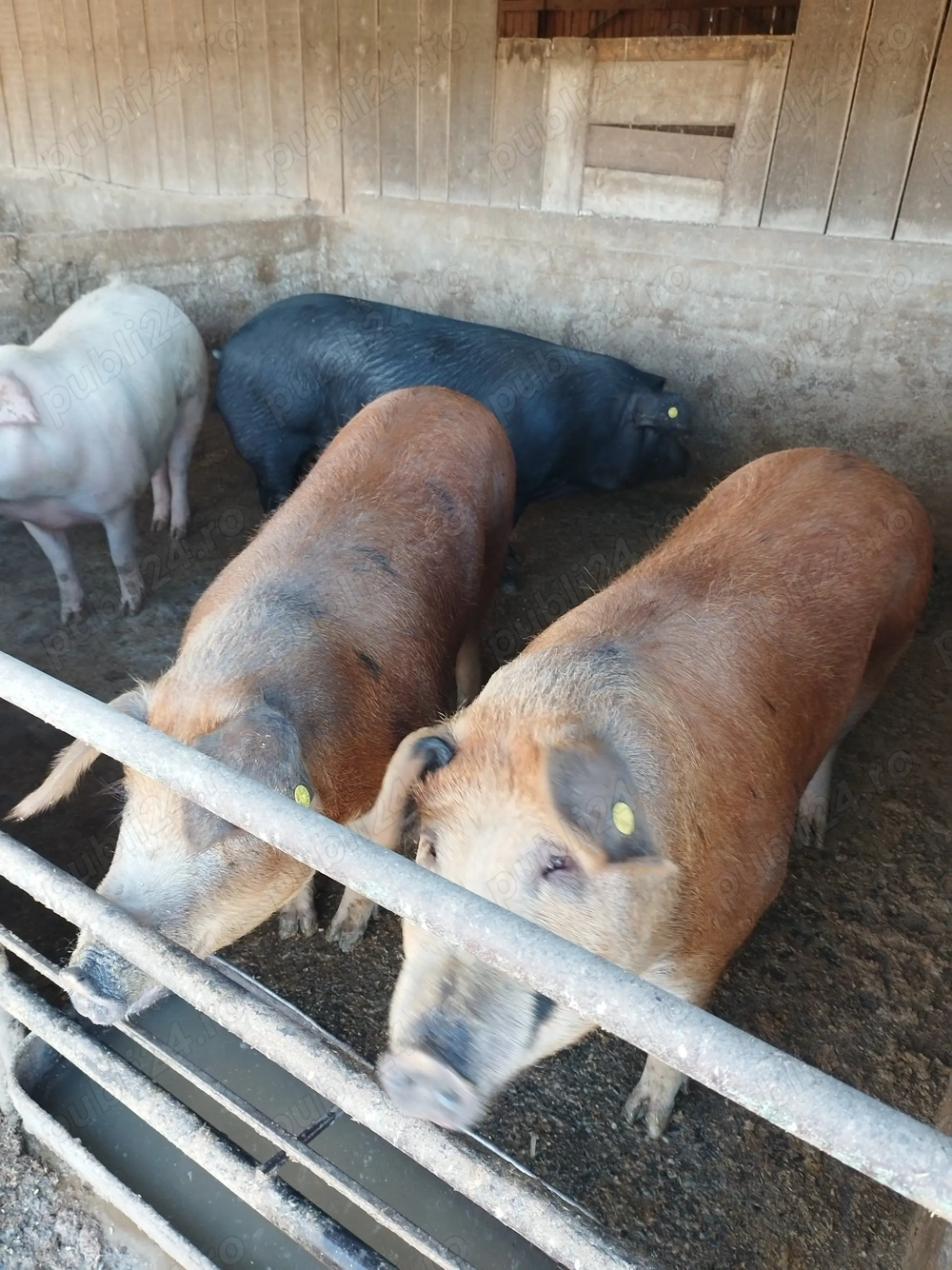 Porci grasi de vanzare