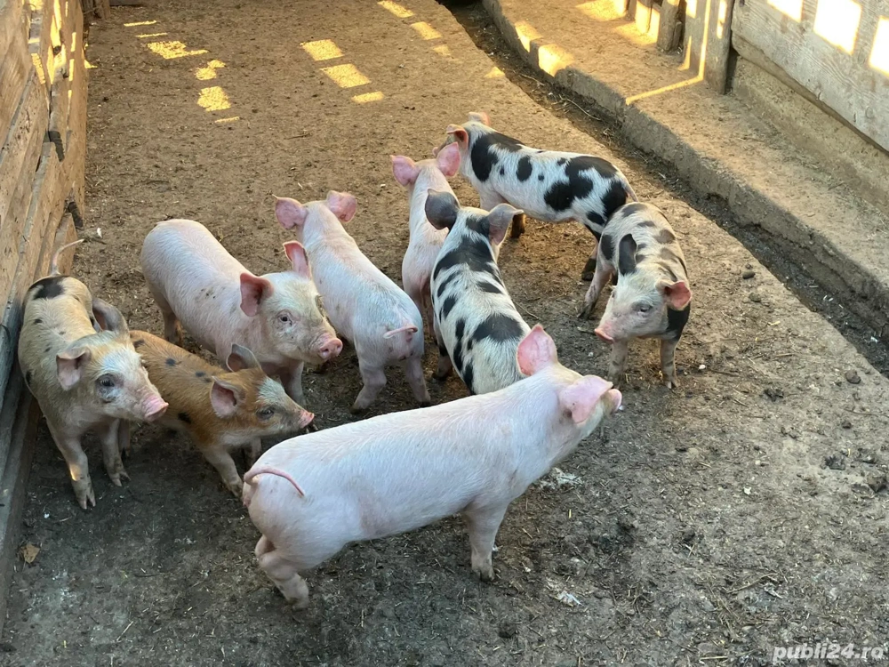 Vând purcei rasa încrucișată Pietrain cu Marele Alb Vând purcei rasa încrucișată Pietrain cu Marele Alb