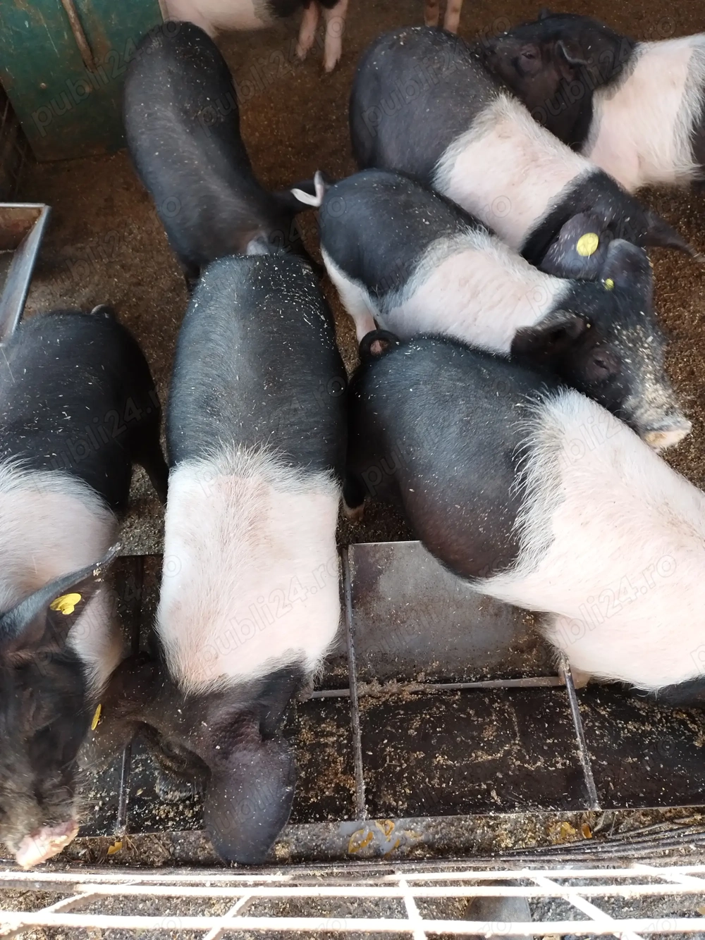 Soldani de vanzare Bazna Soldani de vanzare Bazna