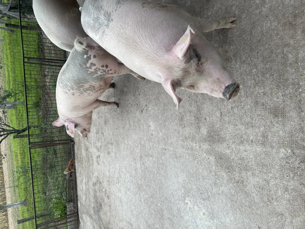 Vând 2 porci Vând 2 porci