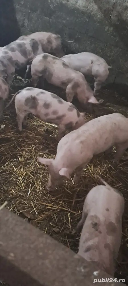 Vînd purcei petran 10 săptămîni Vînd purcei petran 10 săptămîni