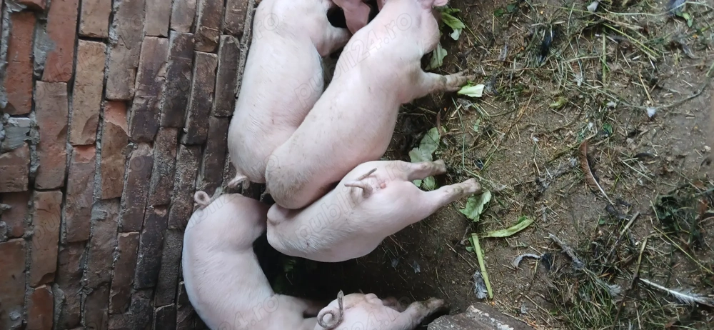 Vind  purcei  14  săptămâni  400 lei buc.