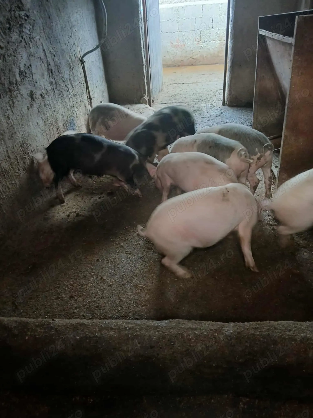 Vând purcei frumoși 6 bucati