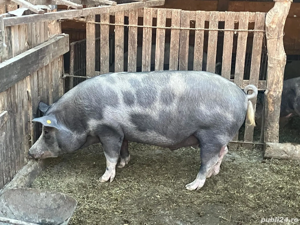 Vând porci din rasa Pietrain Vând porci din rasa Pietrain