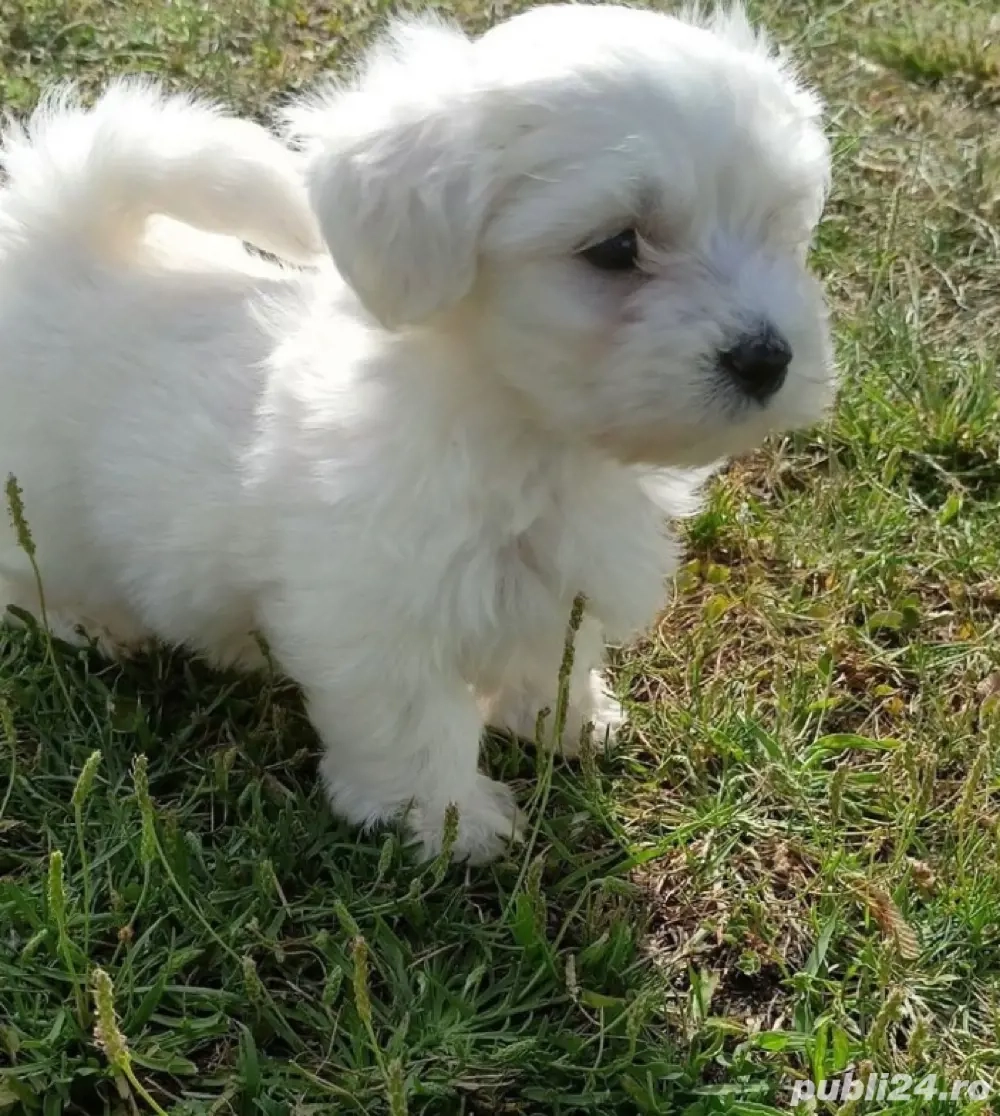 Vand bishon maltez miny toy baietel 6 saptaman vaccinat si deparazitat Vand bishon maltez miny toy baietel 6 saptaman vaccinat si deparazitat