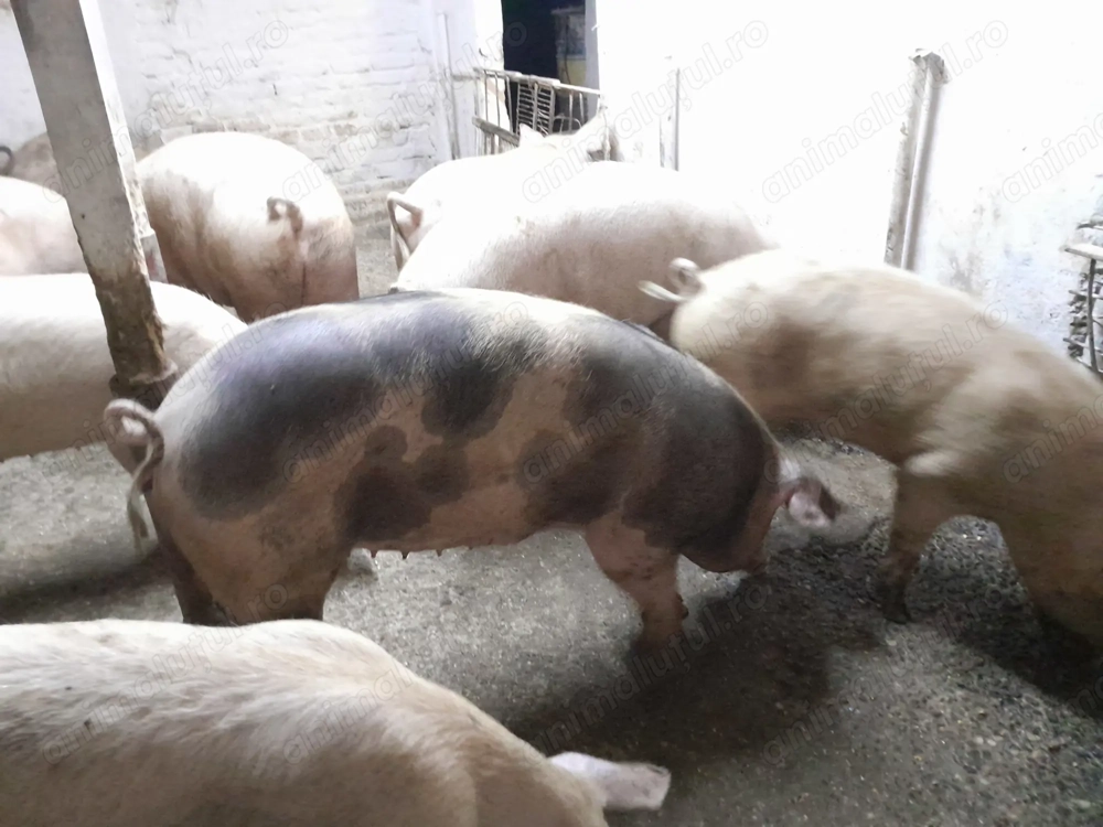 Porci de vinzare 19 lei