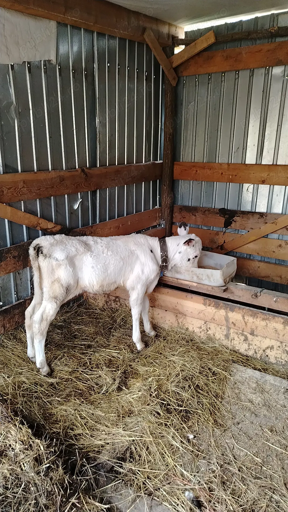 Vând tauras de 3 săptămâni 