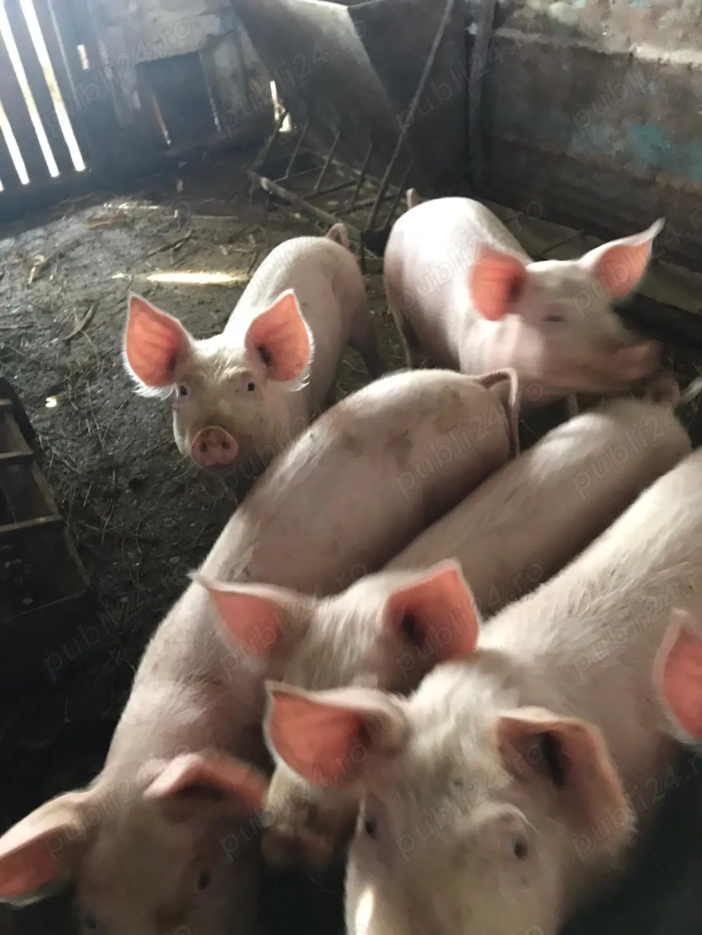 Vând suldei 40 50 kg