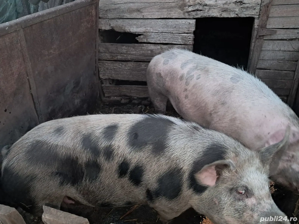 Porci mari de vanzare