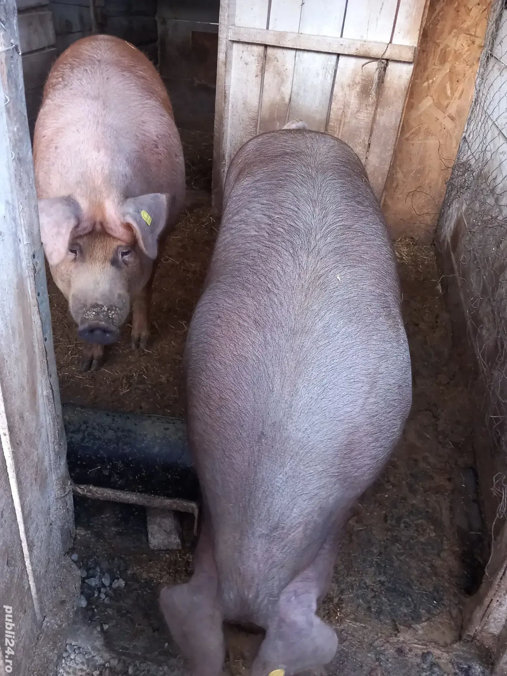 Porci mari de vînzare rasa duroc 