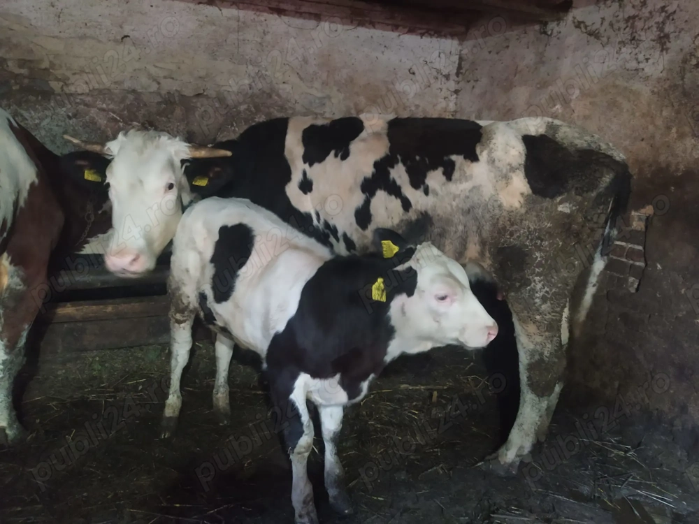 Vaca si vitea de vanzare (prima fatare)