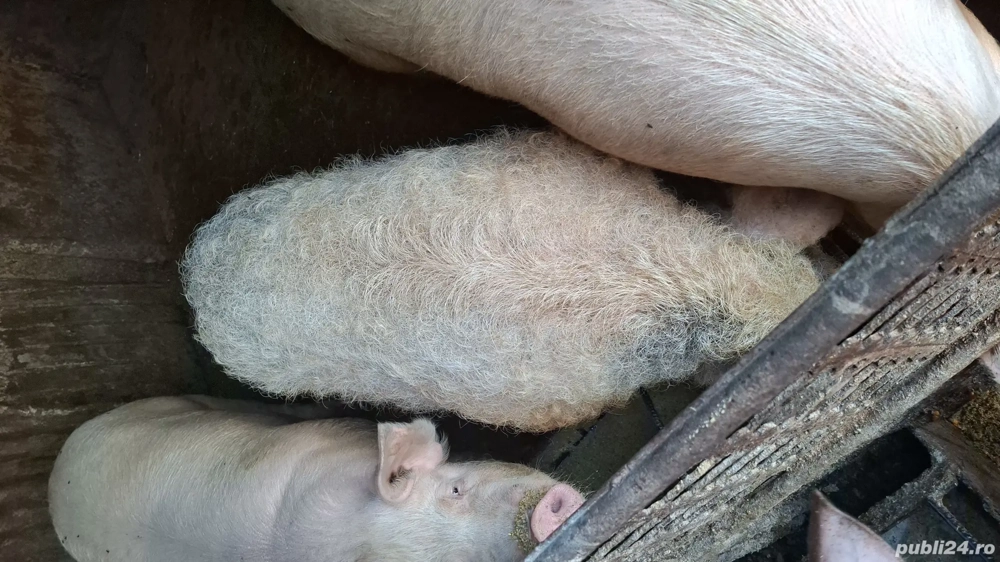 porc mangalita