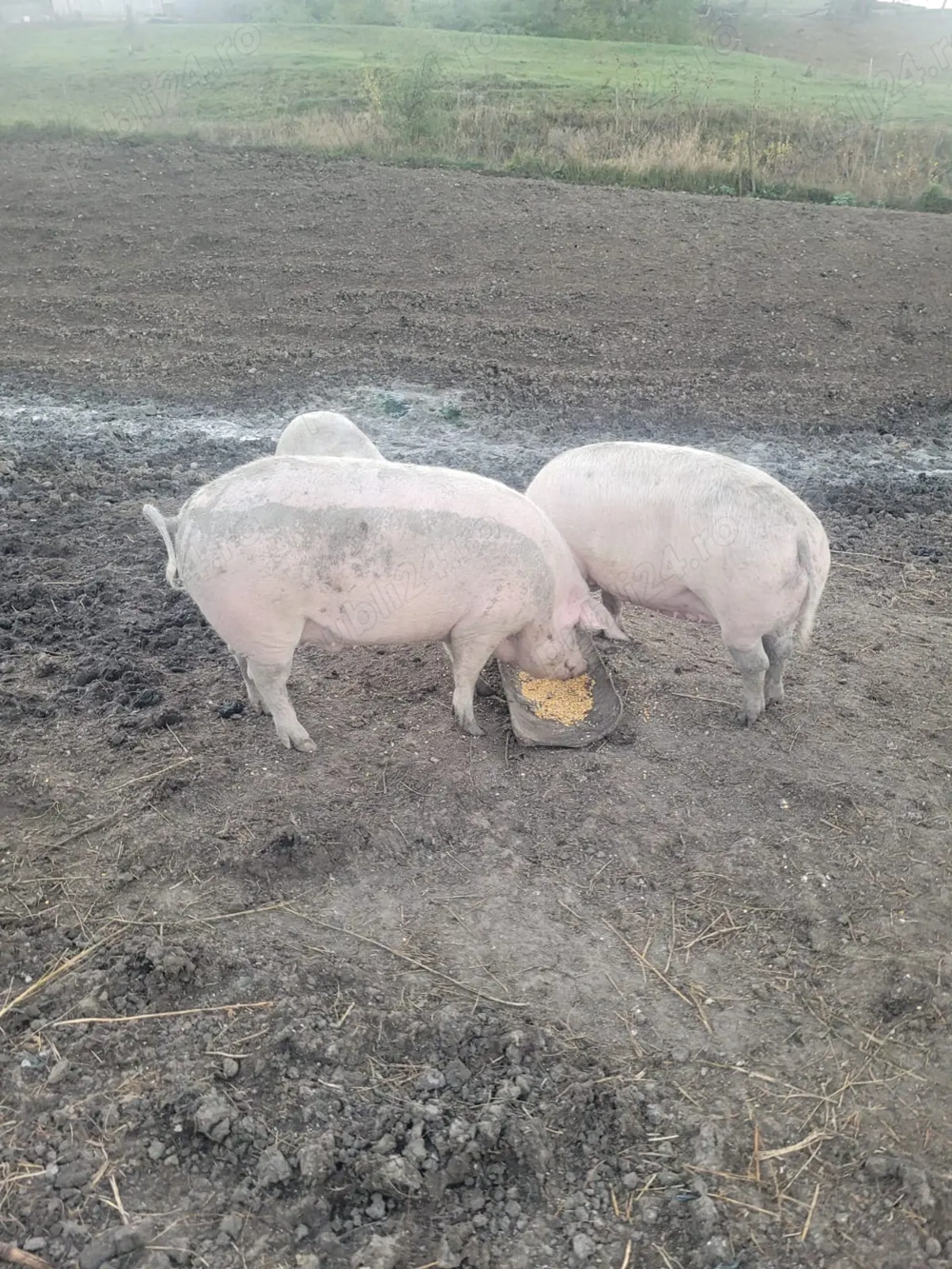 Vand porci grasi Vand porci grasi