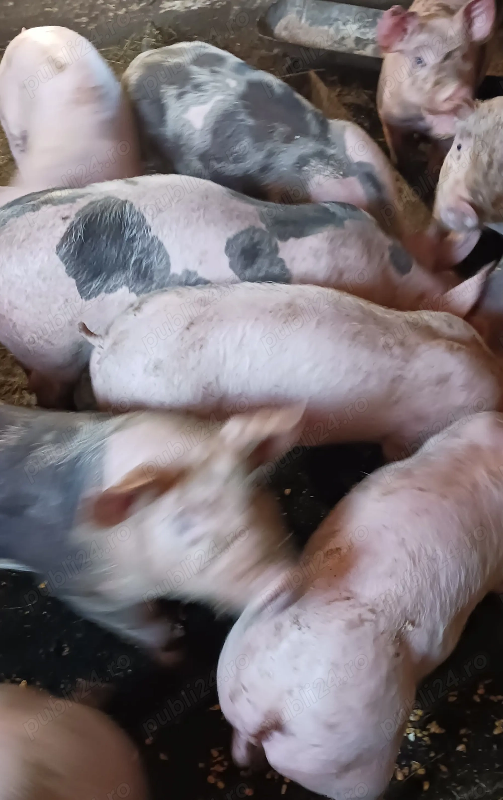 Godinași pietrain&marele alb Godinași pietrain&marele alb