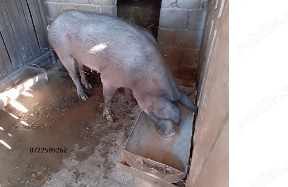 Vand purcea pentru sacrificat