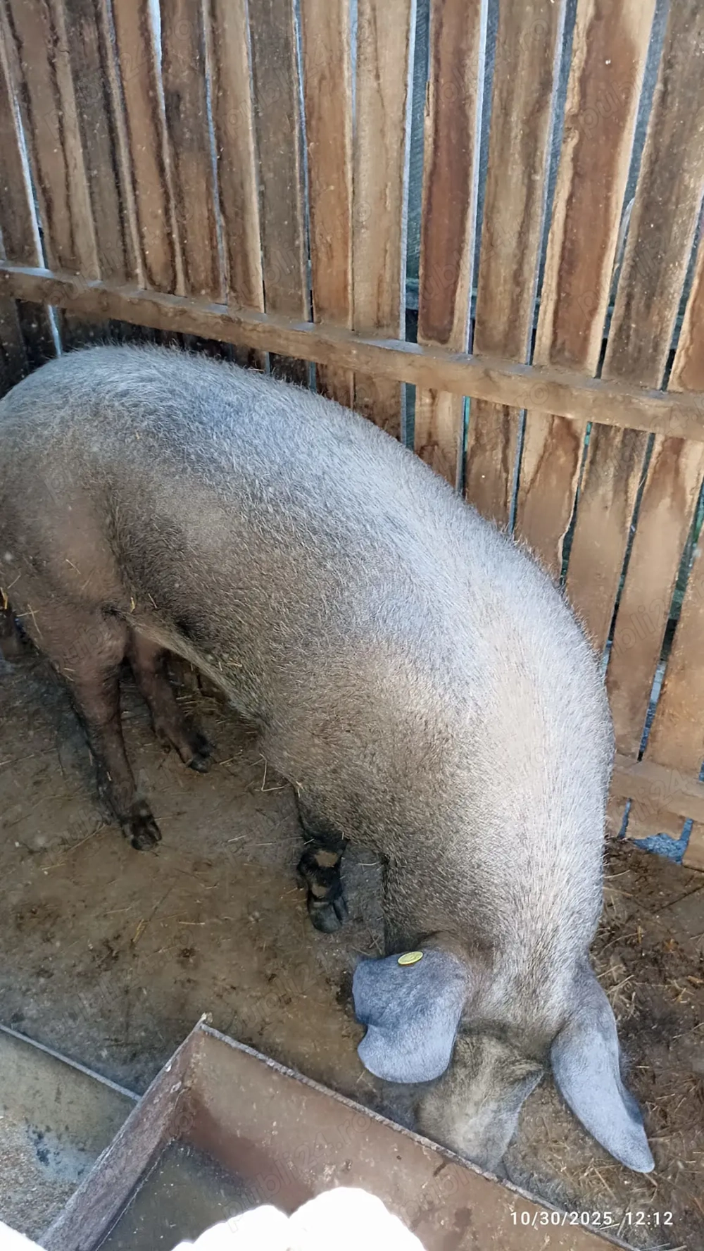 Porc de vânzare   crescut natural, ca pe vremea bunicilor