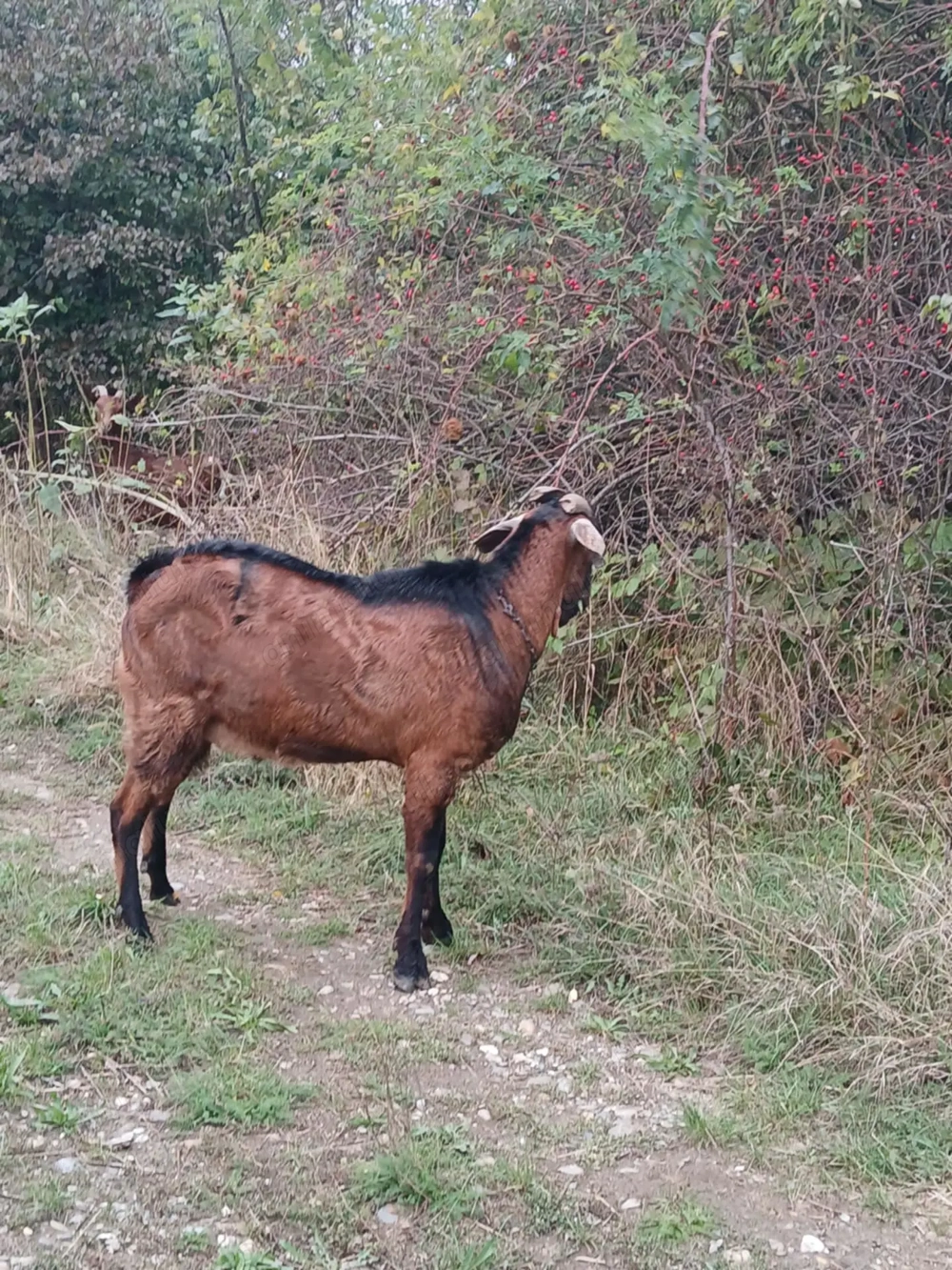 Tap de 2 ani ,bun pentru tinut.