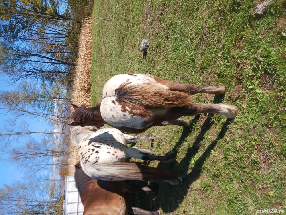 vînd mînză vînd mînză