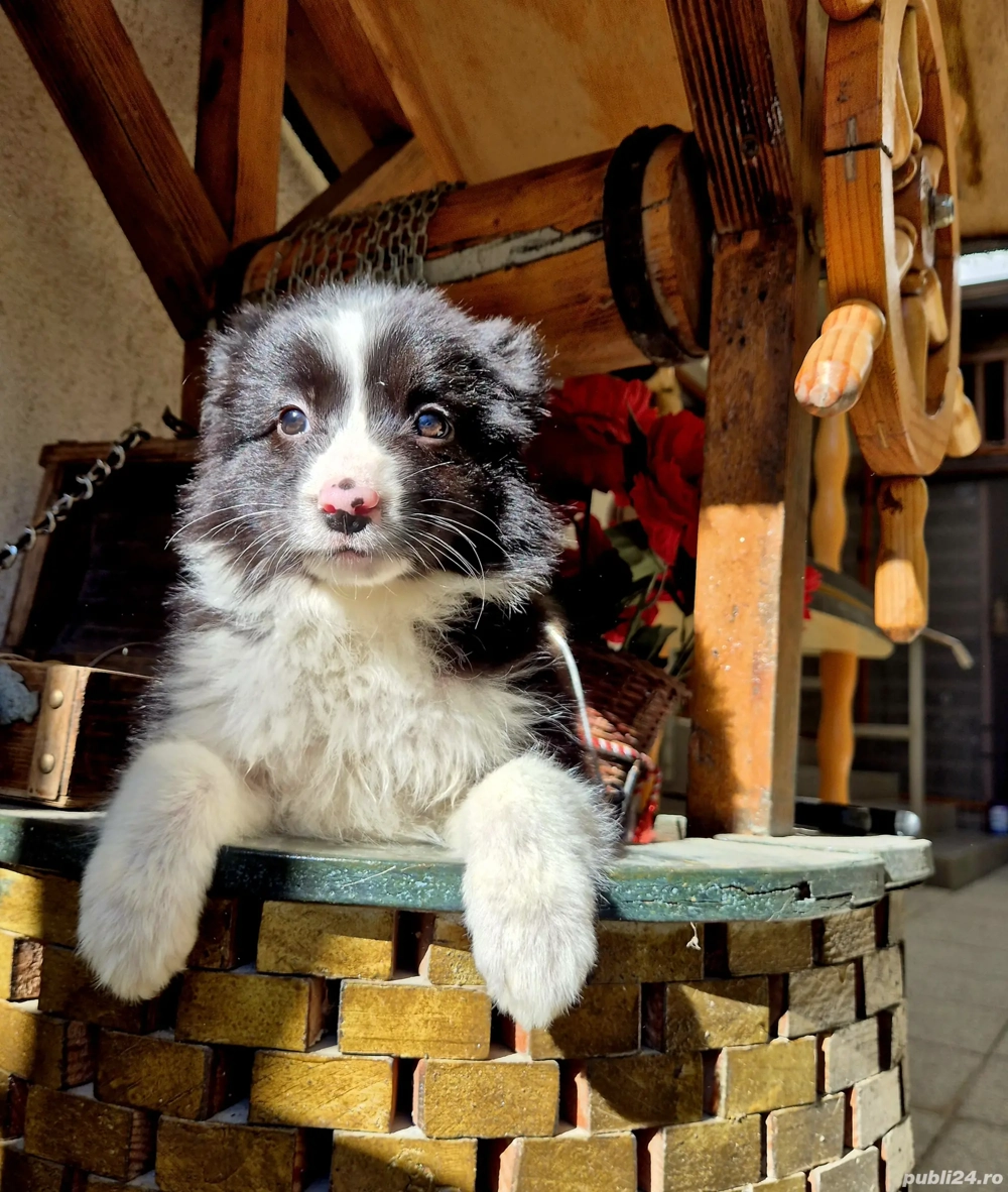 border collie pedigree export 