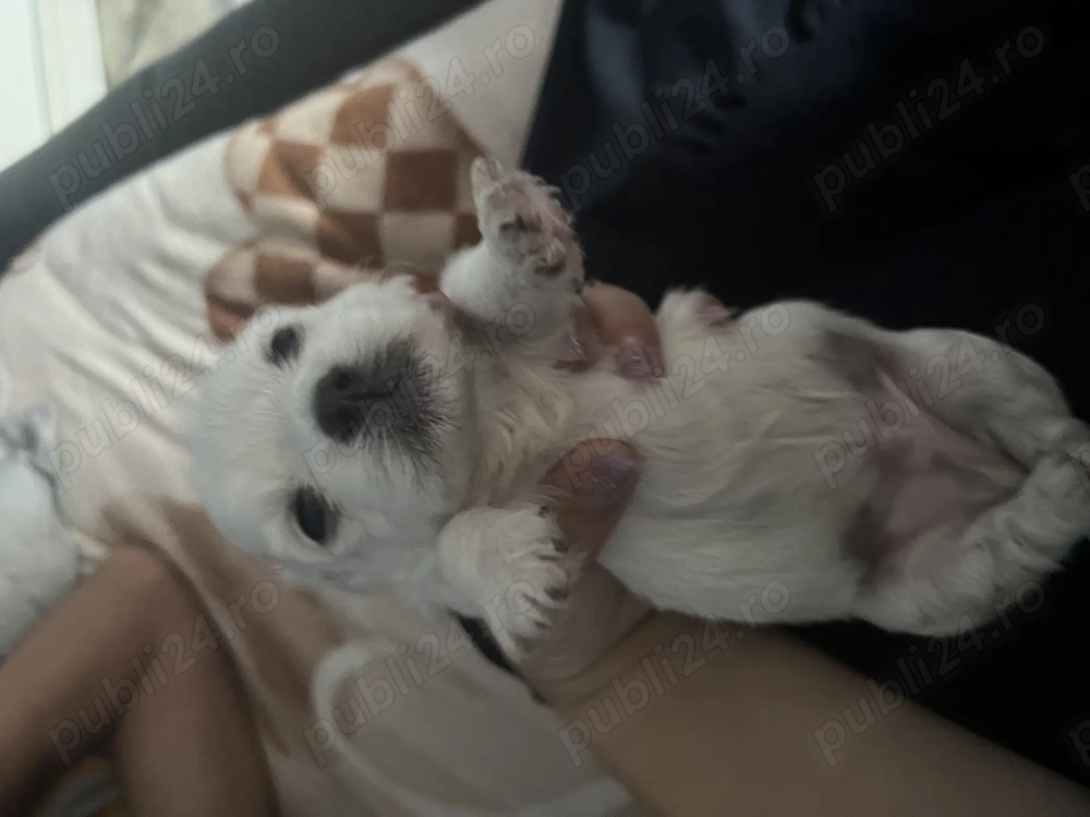 Pui Bichon maltez Iași 
