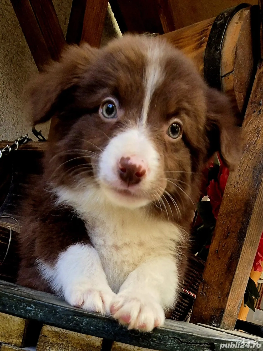 Border Collie pedigree export 