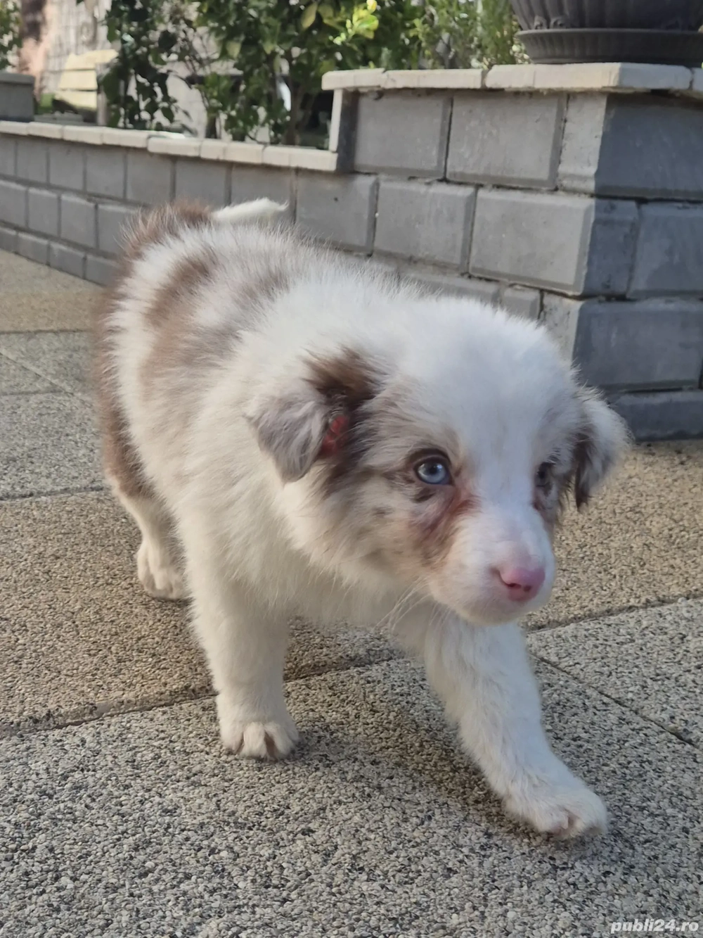 Border Collie pedigree export 