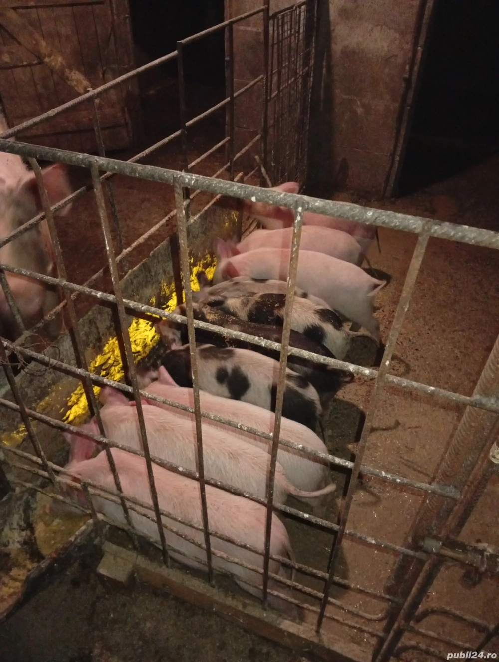 Purcei de vânzare, 8 săptămâni 