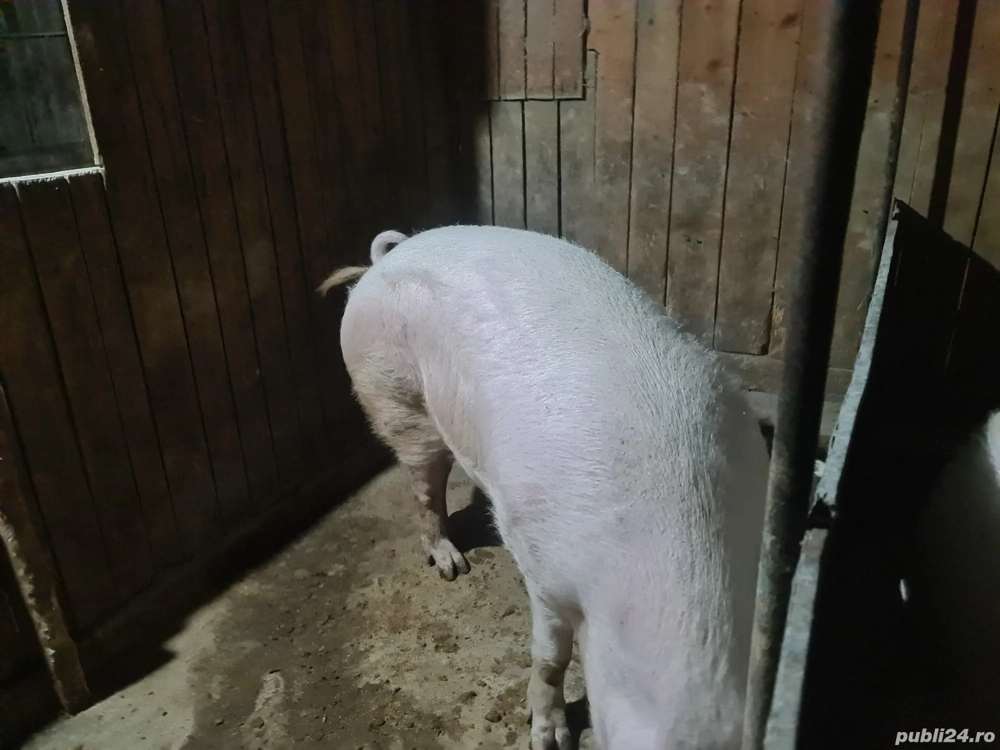 vind ce se vede vind ce se vede