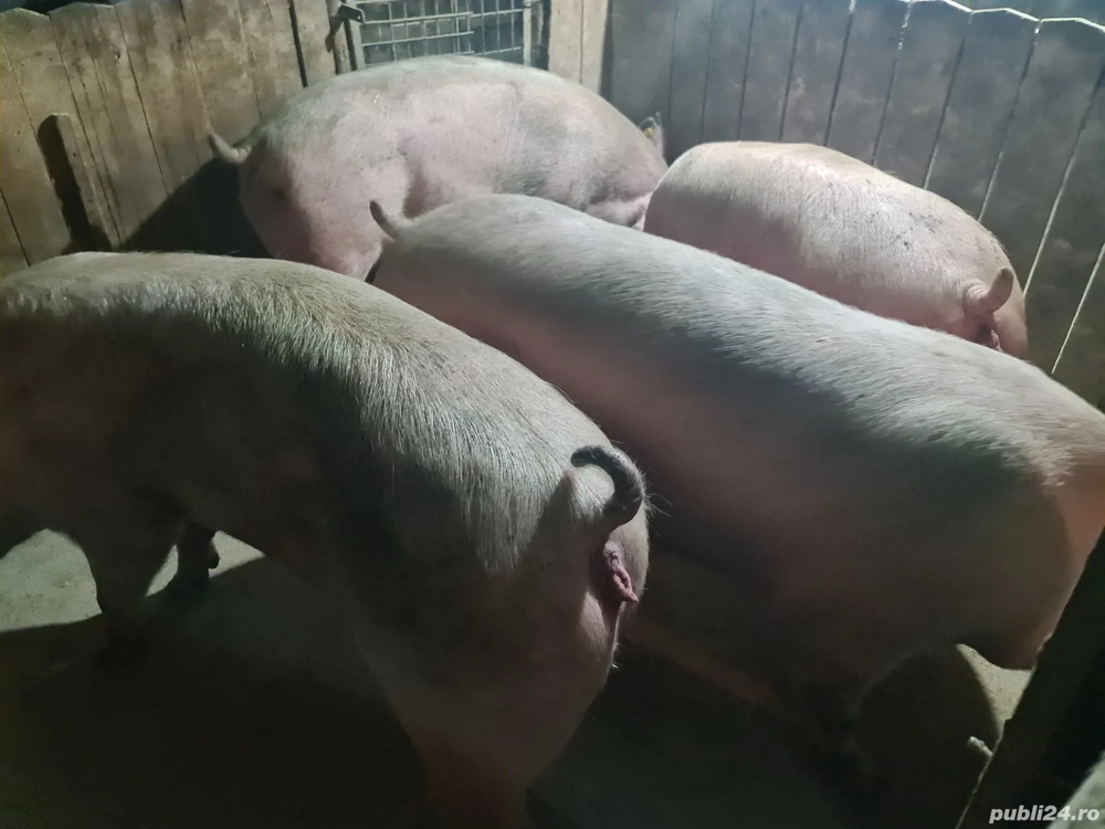 porci de vanzare