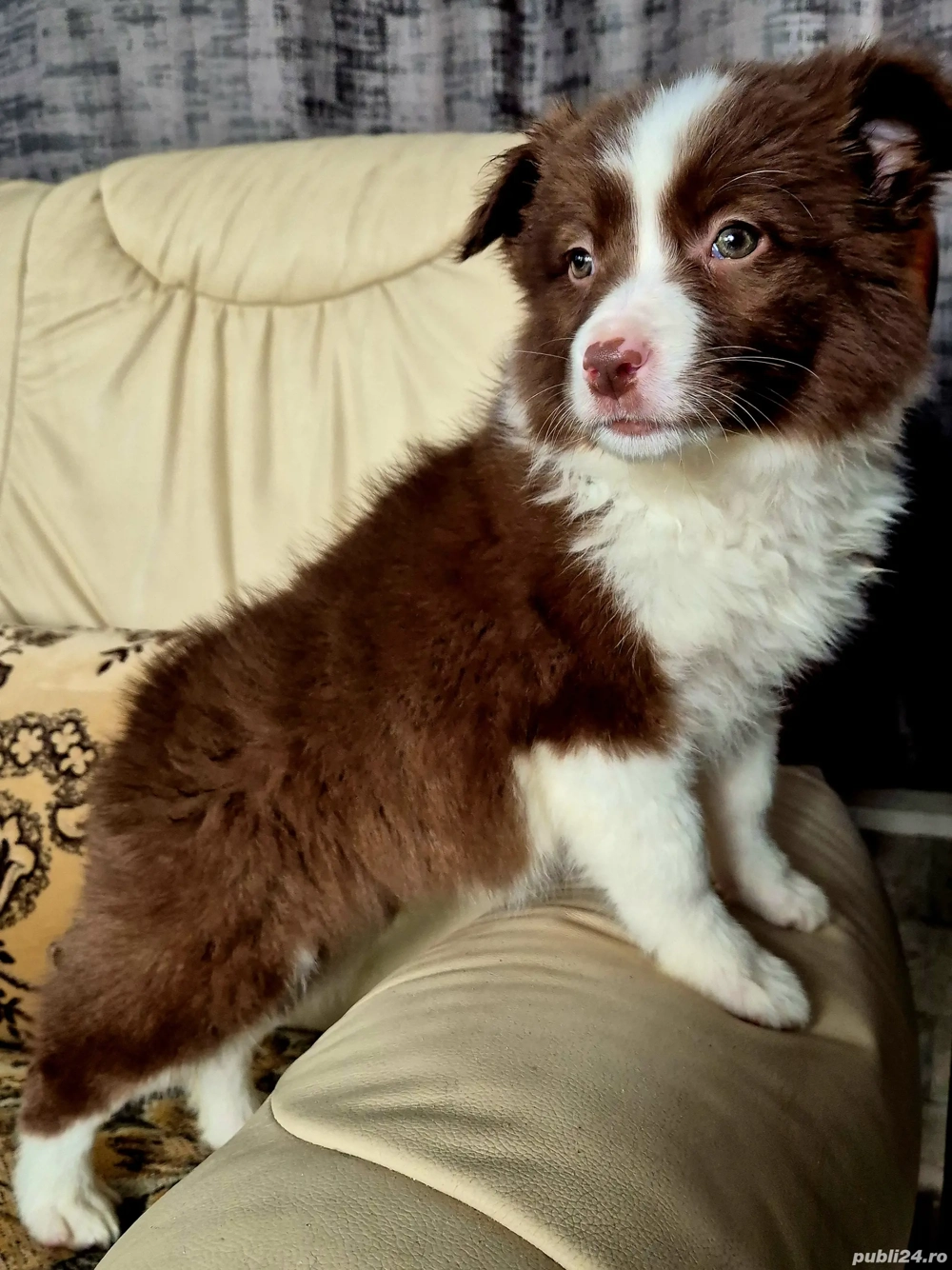 Border Collie pedigree export 