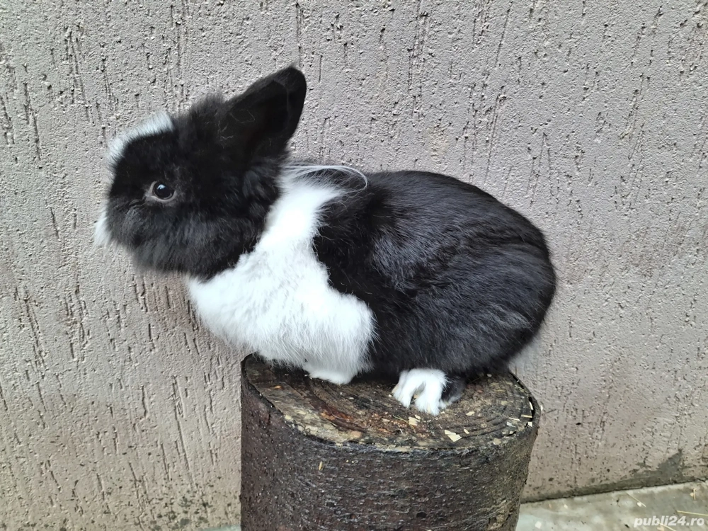 Iepuri pitici caută casă nouă 