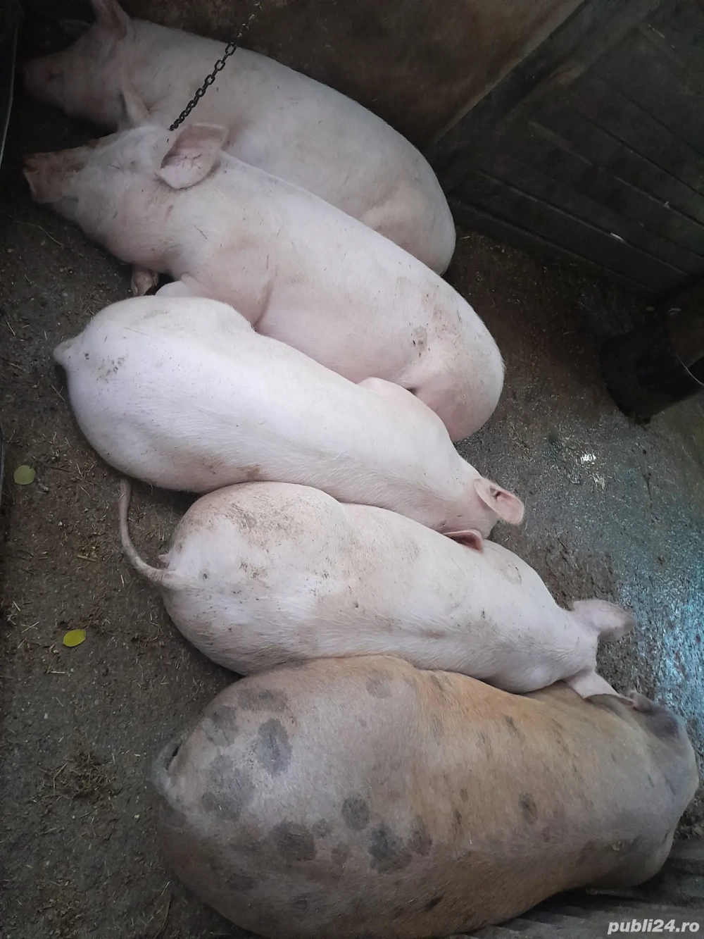 porci de vânzare porci de vânzare