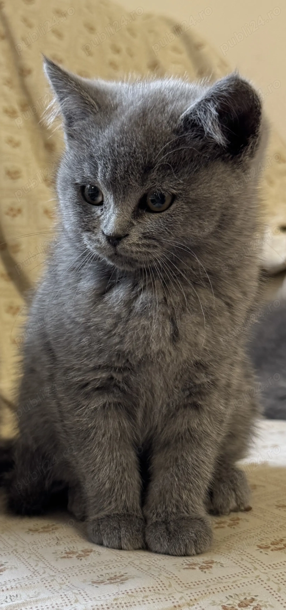 Pui British short hair 