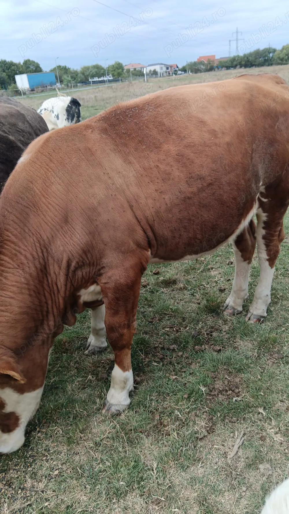 Vând un taur și o vitea